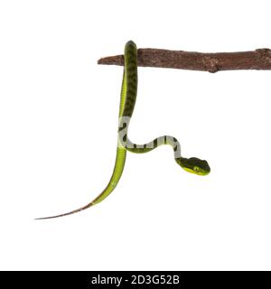 Nahaufnahme von braun gefleckten grünen Baby-Pitviper oder Grube Viper hängen auf Holzzweig. Hohe Detailgenauigkeit. Isoliert auf weißem Hintergrund. Stockfoto