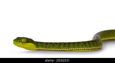 Nahaufnahme von braun gefleckten grünen Pitviper oder Pit Viper, bewegliche Seitenwege. Hohe Detailgenauigkeit. Isoliert auf weißem Hintergrund. Stockfoto