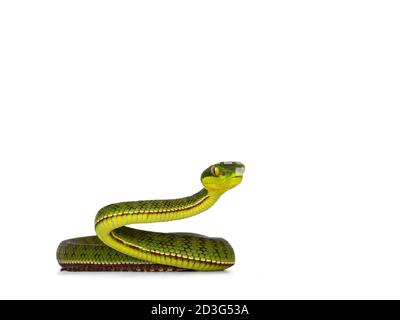 Braun gefleckte grüne Pitviper oder Pit Viper, zusammengerollt mit hohem Kopf. Hohe Detailgenauigkeit. Blick auf die Kamera. Isoliert auf weißem Hintergrund. Stockfoto