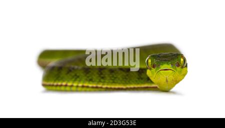 Braun gefleckte grüne Pitviper oder Pit Viper, Bewegung in Richtung Kamera. Hohe Detailgenauigkeit. Blick auf die Kamera mit beiden Augen. Isoliert auf weißem Hintergrund. Stockfoto