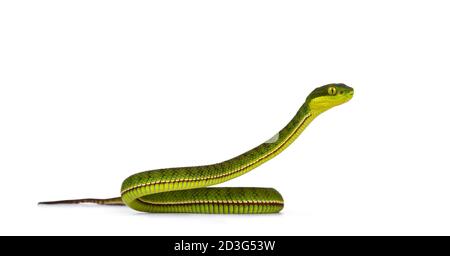 Braun gefleckte grüne Pitviper oder Pit Viper, mit Kopf hoch. Hohe Detailgenauigkeit. Blick zur Seite. Isoliert auf weißem Hintergrund. Stockfoto