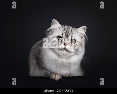 Hübsche junge schwarz silber blotched British Langhaar Katze, legt sich nach vorne auf den Rand. Blick auf die Kamera. Isoliert auf schwarzem Hintergrund. Stockfoto