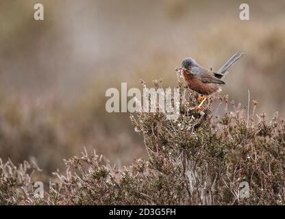 Dartford-Waldsänger auf einem Heidekraut bei Dunwich Heath Stockfoto