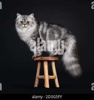 Hübsche junge schwarz silber blotched British Langhaar Katze, stehend Seitenwege auf kleinen hölzernen Hocker. Blick auf die Kamera. Isoliert auf schwarzem Hintergrund. Stockfoto