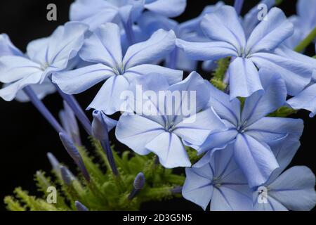 Plumbago in Blüte mit Knospen Stockfoto