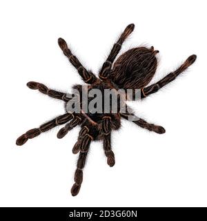 Draufsicht auf reife weibliche brasilianische Lachsspinne rosa Birdeater Spinne alias Lasiodara parahybana. Isoliert auf weißem Hintergrund. Stockfoto