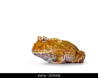 Seitenansicht des jungen erwachsenen männlichen Albino-amerikanischen Hornten oder Pacman-Frosches. Isoliert auf weißem Hintergrund. Stockfoto