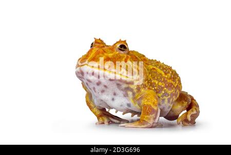 Seitenansicht des jungen erwachsenen männlichen Albino-amerikanischen Hornten oder Pacman-Frosches. Bereit zum Springen, Augendeckel halb geschlossen. Isoliert auf weißem Hintergrund. Stockfoto