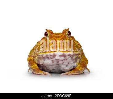 Vorderansicht des jungen erwachsenen männlichen Albino-amerikanischen Hornten oder Pacman-Frosches mit beiden Augen. Isoliert auf weißem Hintergrund. Stockfoto