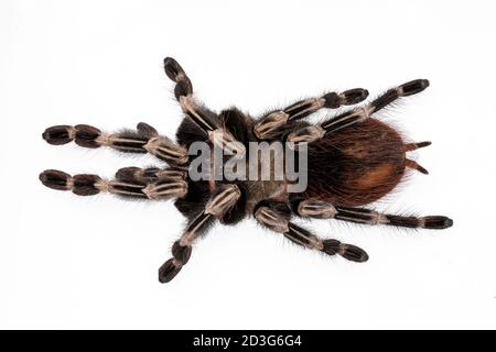 Draufsicht auf reife brasilianische rote und weiße Tarantula Spinne. Isoliert auf weißem Hintergrund. Stockfoto