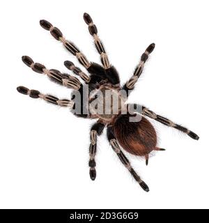 Draufsicht auf reife brasilianische rote und weiße Tarantula Spinne. Isoliert auf weißem Hintergrund. Stockfoto