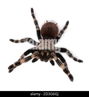 Draufsicht auf reife brasilianische rote und weiße Tarantula Spinne in Angriffshaltung. Isoliert auf weißem Hintergrund. Stockfoto