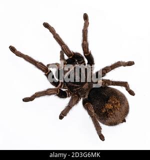 Draufsicht auf die brasilianische schwarze Tarantula oder die Grammostola pulchra Spinne. Isoliert auf weißem Hintergrund. Stockfoto