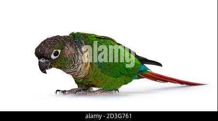 Frech grün gefleckt Pyrrhura Vogel, stehend Seitenwege auf flacher Oberfläche. Neugierig über den Rand schauen. Isoliert auf weißem Hintergrund. Stockfoto