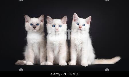 Gruppe von drei Ragdoll Katze Kätzchen sitzen auf einer Reihe. Alle blicken in Richtung Kamera mit hypnotisierenden blauen Augen. Isoliert auf schwarzem Hintergrund. Stockfoto