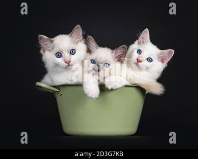 Gruppe von drei Ragdoll Katze Kätzchen gefüllt in einer grünen Wanne. Alle blicken in Richtung Kamera mit hypnotisierenden blauen Augen. Isoliert auf schwarzem Hintergrund. Stockfoto