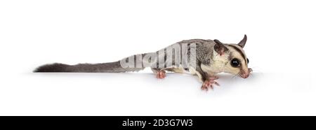 Adorable Sugar Glider aka Petaurus breviceps Stehen Seitenwege am Rand, Kopf nach unten schauen geradeaus. Isoliert auf weißem Hintergrund. Stockfoto