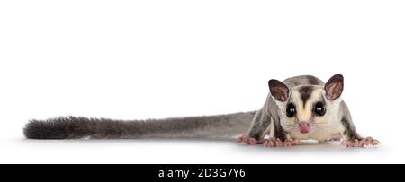 Adorable Sugar Glider aka Petaurus breviceps, stehend nach vorne, Blick direkt auf die Kamera mit beiden Augen. Isoliert auf weißem Hintergrund. Stockfoto