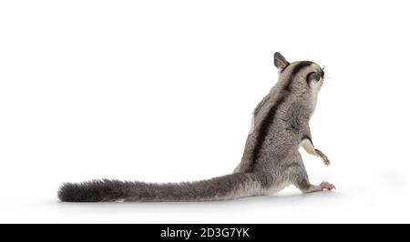 Adorable Sugar Glider aka Petaurus breviceps, rückwärts stehend auf Hinterpfoten wie Erdmännchen. Isoliert auf weißem Hintergrund. Stockfoto