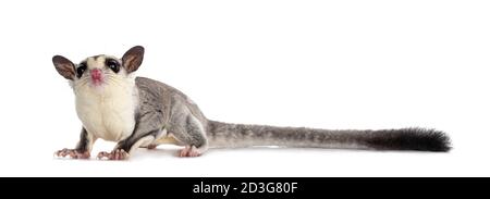 Adorable Sugar Glider aka Petaurus breviceps Stehen Seitenwege, Kopf nach oben neugierig auf Kamera mit winzigen Zähnen. Isoliert auf weißem Hintergrund. Stockfoto