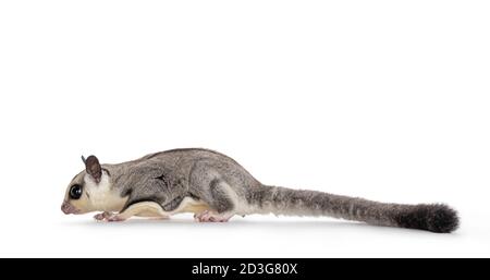 Adorable Sugar Glider aka Petaurus breviceps, zu Fuß Seitenwege, Blick geradeaus. Isoliert auf weißem Hintergrund. Stockfoto