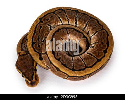 Draufsicht auf Nadelstreifen-Kugelpython-Schlange aka Python regius, alle zusammengerollt. Kamera, die beide Augen zeigt. Isoliert auf weißem Hintergrund. Stockfoto