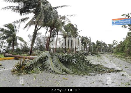 CANCUN, MEXIKO - 7. OKTOBER: Eine umgestürzte Palme auf der Straße aufgrund der Tatsache, dass Hurrikan Delta, Kategorie 3 auf der Saffir-Simpson Skala erreicht, die Küste von Quintana Roo, die Überschwemmungen verursacht, umgestürzte Bäume und mehrere Häuser betroffen, wird es geschätzt, dass Hurrikan Delta seinen Weg nach Louisiana, USA fortsetzen. Am 7. Oktober 2020 in Cancun, Mexiko (Foto von Eyepix Group/Pacific Press) Stockfoto