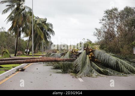 CANCUN, MEXIKO - 7. OKTOBER: Eine umgestürzte Palme auf der Straße aufgrund der Tatsache, dass Hurrikan Delta, Kategorie 3 auf der Saffir-Simpson Skala erreicht, die Küste von Quintana Roo, die Überschwemmungen verursacht, umgestürzte Bäume und mehrere Häuser betroffen, wird es geschätzt, dass Hurrikan Delta seinen Weg nach Louisiana, USA fortsetzen. Am 7. Oktober 2020 in Cancun, Mexiko (Foto von Eyepix Group/Pacific Press) Stockfoto