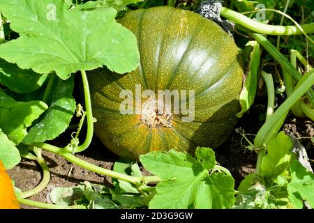 Nahaufnahme von leuchtend grünen großen Kürbis wachsen und reifen Im Kürbisfeld draußen in Herbstsonne Stockfoto
