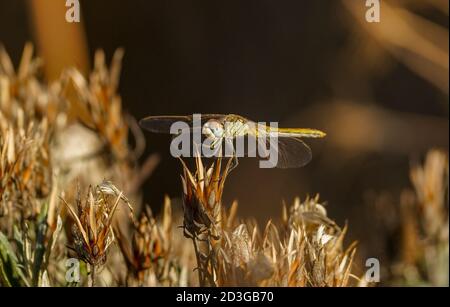 Weibchen Rotaderfalter, sympetrum fonscolombii, Libelle, auf einem trockenen Unkraut sitzend Andalusien, Spanien Stockfoto