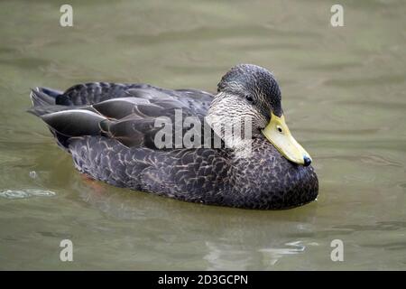 Black Duck Stockfoto