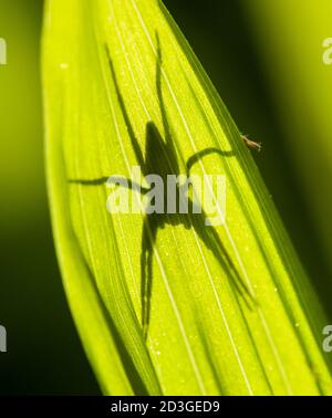 Spinnenschatten auf grünem Blatt in Sonnenbeleuchtung Stockfoto