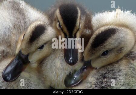 3 Entlein Zusammengedrängt Stockfoto