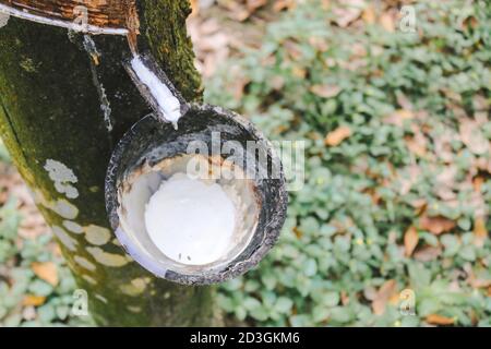Latex aus Gummibaum Quelle von Naturkautschuk extrahiert. Stockfoto