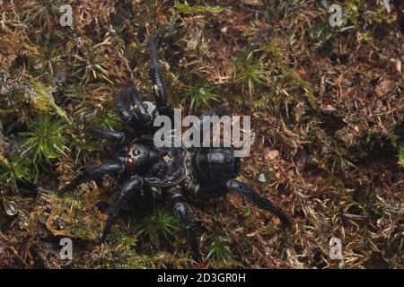 Malaiische Falltür-Spinne, Liphistius malayanus Stockfoto
