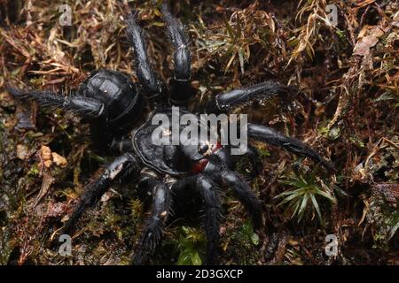 Malaiische Falltür-Spinne, Liphistius malayanus Stockfoto