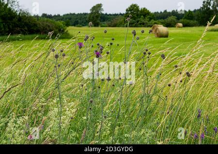 Rasenmähen in Rollen auf dem Feld vor dem Hintergrund von Kornblumen. Stockfoto