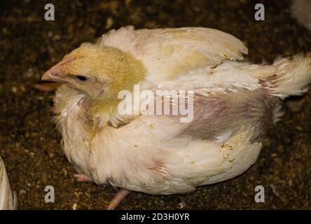 Broiler Küken auf einem Öko-Bauernhof in der Landschaft. Stockfoto