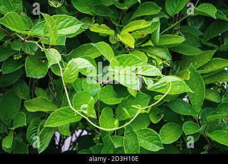 Grüne Rebe aus Blättern der chinesischen Magnolie Rebe im Garten. Stockfoto