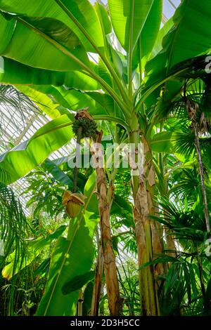 Tropische Pflanzen üppiges Laub im Palm House in den Royal Botanic Gardens, Kew in Richmond upon Thames. Stockfoto