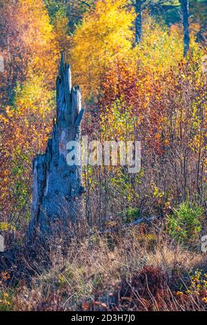 Alter Baumstumpf im Wald mit schönen Herbstfarben Stockfoto