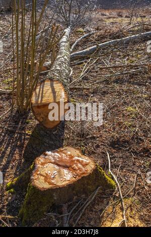 Gesägte Birke auf dem Waldboden Stockfoto