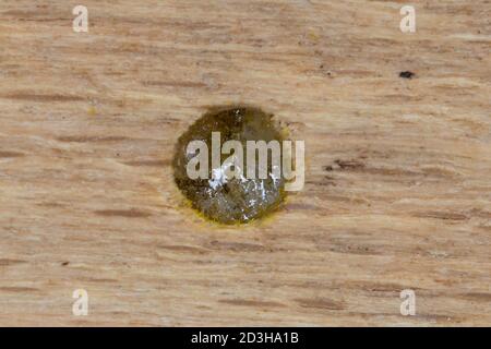 Löcherbiene, Gemeine Löcherbiene, Gewöhnliche Löcherbiene, Löcherbienen, Nestverschluß, Nestverschluß, Nestverschlüsse, Loch wird mit Harz verschluß Stockfoto