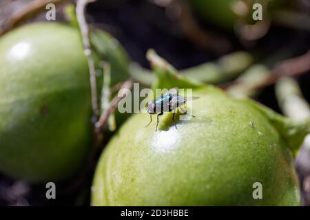 Gemeinsame grüne Flasche fliegen auf einer grünen Mandrake Beere; Universität von Kopenhagen Botanischer Garten, Kopenhagen, Dänemark Stockfoto