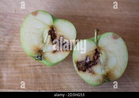 CODLING MOTTE Cydia pomonella exilt Loch auf Apfel Stockfoto