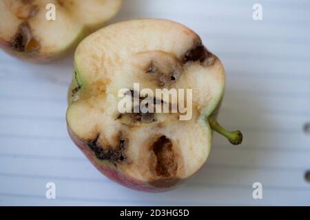 CODLING MOTTE Cydia pomonella exilt Loch auf Apfel Stockfoto