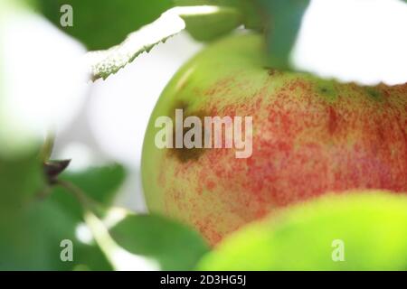 CODLING MOTTE Cydia pomonella exilt Loch auf Apfel Stockfoto