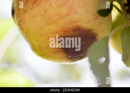 CODLING MOTTE Cydia pomonella exilt Loch auf Apfel Stockfoto