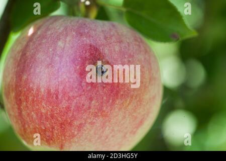 CODLING MOTTE Cydia pomonella exilt Loch auf Apfel Stockfoto