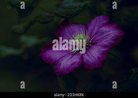 Closeup einzelne Clematis Blume auf dunkelgrünem Hintergrund Stockfoto